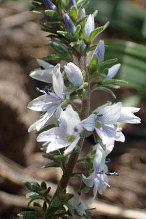 Veronica austriaca \ sterreicher Ehrenpreis / Austrian Speedwell, A Siegendorf 3.4.2023