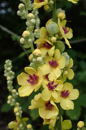 Verbascum alpinum \ Alpen-Knigskerze / Alpine Mullein, A Kärnten/Carinthia, St. Paul im Lavanttal 6.7.2023