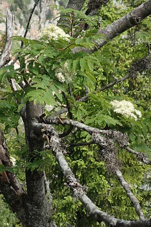 Sorbus aucuparia \ Vogelbeere, Eberesche / Rowan, A Schneealpe 30.6.2020