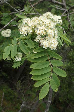 Sorbus aucuparia \ Vogelbeere, Eberesche, A Schneealpe 30.6.2020