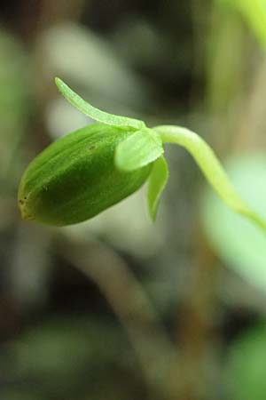 Viola biflora \ Gelbes Veilchen / Alpine Yellow Violet, A Weichtal-Klamm 1.7.2020