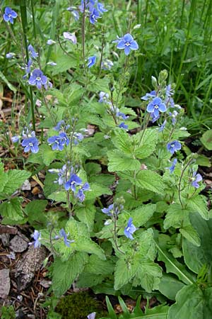 Veronica chamaedrys \ Gamander-Ehrenpreis, A Malta - Tal 7.6.2008