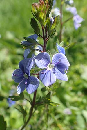 Veronica chamaedrys \ Gamander-Ehrenpreis / Germander Speedwell, A Kärnten/Carinthia, Petzen 8.8.2016