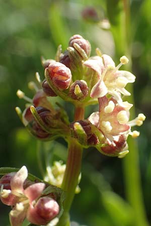 Valeriana celtica subsp. norica \ Norischer Speik, Norischer Baldrian, A Nockberge, Eisentaler Höhe 10.7.2019