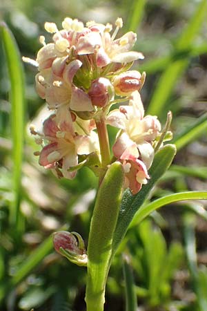 Valeriana celtica subsp. norica \ Norischer Speik, Norischer Baldrian / Alpine Valerian, Valerian Spikenard, A Nockberge, Eisentaler Höhe 10.7.2019