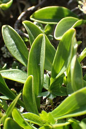 Valeriana celtica subsp. norica \ Norischer Speik, Norischer Baldrian, A Nockberge, Eisentaler Höhe 10.7.2019
