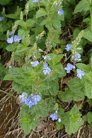 Veronica chamaedrys / Germander Speedwell, A Schneealpe 30.6.2020