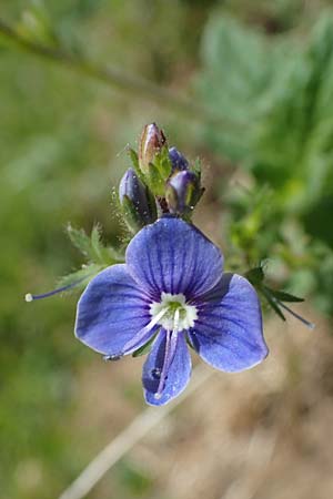 Veronica chamaedrys \ Gamander-Ehrenpreis / Germander Speedwell, A Seetaler Alpen, Zirbitzkogel 28.6.2021