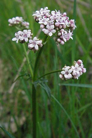 Valeriana dioica \ Sumpf-Baldrian / Marsh Valerian, A Bregenz 21.4.2007