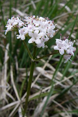 Valeriana dioica / Marsh Valerian, A Reutte 25.5.2008