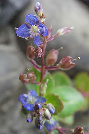 Veronica beccabunga \ Bachbunge / Brooklime, A Bregenz 5.5.2007