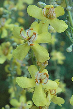 Verbascum lychnitis \ Mehlige Knigskerze / White Mullein, A Klaus 14.7.2007