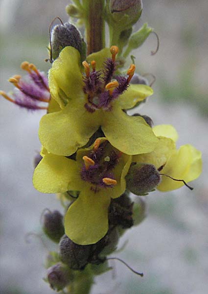 Verbascum alpinum \ Alpen-Knigskerze / Alpine Mullein, A Hengstpass 14.7.2007