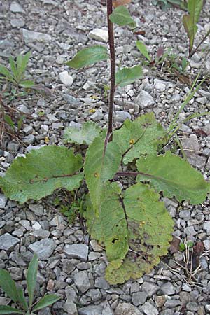 Verbascum alpinum \ Alpen-Knigskerze / Alpine Mullein, A Hengstpass 14.7.2007