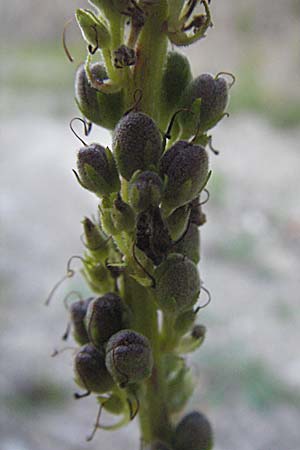 Verbascum alpinum \ Alpen-Knigskerze / Alpine Mullein, A Hengstpass 14.7.2007