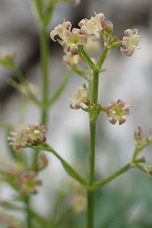 Valeriana elongata \ Ostalpen-Baldrian / Elongated Valerian, A Osttirol, Porze 13.7.2019