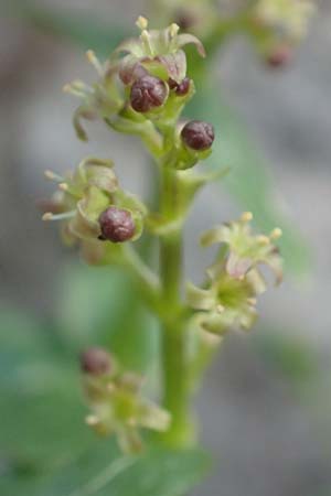 Valeriana elongata \ Ostalpen-Baldrian / Elongated Valerian, A Osttirol, Porze 13.7.2019