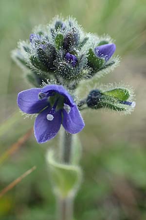 Veronica bellidioides \ Malieb-Ehrenpreis / Dwarf Blue Speedwell, A Wölzer Tauern, Kleiner Zinken 26.6.2021