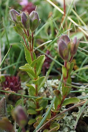 Veronica alpina \ Alpen-Ehrenpreis, A Wölzer Tauern, Kleiner Zinken 24.7.2021