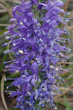 Veronica spicata \ hriger Blauweiderich, hriger Ehrenpreis / Spiked Speedwell, A Hainburg 25.9.2022