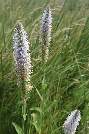 Veronica spicata \ hriger Blauweiderich, hriger Ehrenpreis / Spiked Speedwell, A Weiden am Neusiedler See 12.7.2013