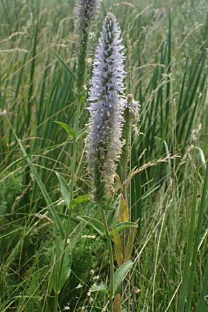 Veronica spicata \ hriger Blauweiderich, hriger Ehrenpreis / Spiked Speedwell, A Weiden am Neusiedler See 12.7.2013