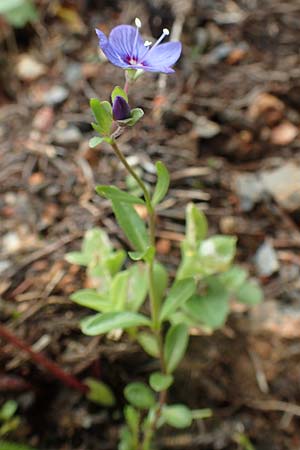 Veronica fruticans / Rock Speedwell, A Schneealpe 30.6.2020