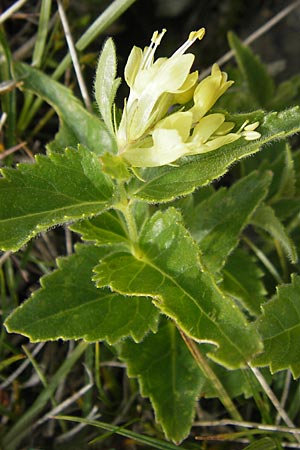 Paederota lutea \ Gelbes Mnderle, A Kärnten, Petzen 2.7.2010