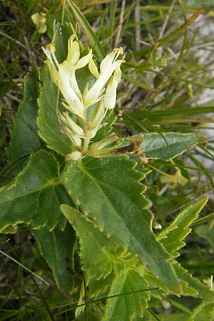 Paederota lutea \ Gelbes Mnderle / Yellow Veronica, A Kärnten/Carinthia, Petzen 2.7.2010