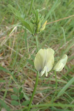 Vicia grandiflora \ Grobltige Wicke / Showy Vetch, A Wildon 20.5.2016