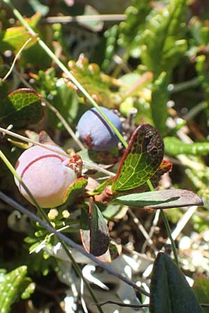 Vaccinium gaultherioides \ Kleinblttrige Moorbeere / Bog Bilberry, A Kärnten/Carinthia, Petzen 8.8.2016