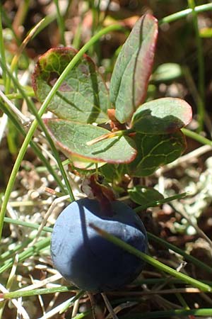 Vaccinium gaultherioides / Bog Bilberry, A Carinthia, Petzen 8.8.2016