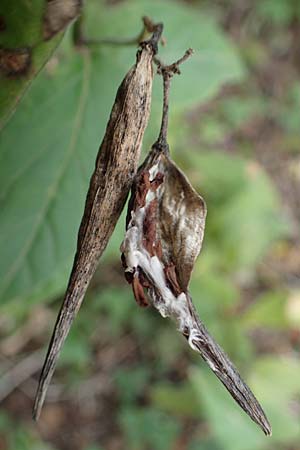 Vincetoxicum hirundinaria \ Schwalbenwurz, A Hainburg 25.9.2022