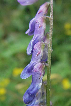 Vicia cracca \ Vogel-Wicke / Tufted Vetch, A Turrach 22.7.2007