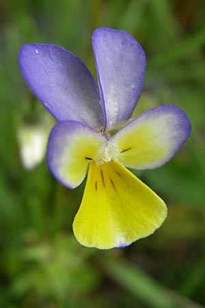 Viola saxatilis \ Gebirgs-Veilchen, A Malta - Tal 7.6.2008