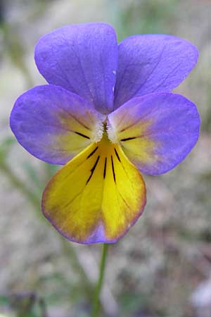 Viola saxatilis \ Gebirgs-Veilchen / Rock Pansy, A Malta - Tal / Valley 7.6.2008