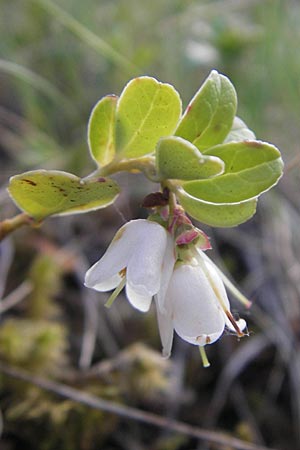 Vaccinium vitis-idaea / Cowberry, Lingonberry, A Hahntennjoch 16.7.2010