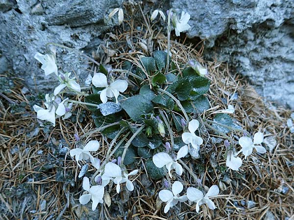 Viola hirta \ Rauhaariges Veilchen / Hairy Violet, A Osttirol, Matrei 5.4.2023