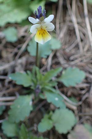 Viola kitaibeliana \ Kleines Stiefmtterchen / Dwarf Pansy, A Weinviertel,  Goggendorf 1.4.2023