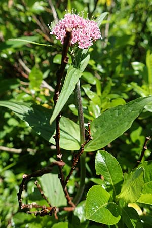 Valeriana montana \ Berg-Baldrian / Mountain Valerian, A Tauplitz-Alm 5.7.2020