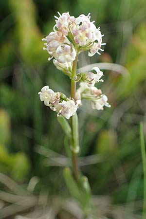 Valeriana celtica subsp. norica \ Norischer Speik, Norischer Baldrian, A Wölzer Tauern, Kleiner Zinken 26.6.2021