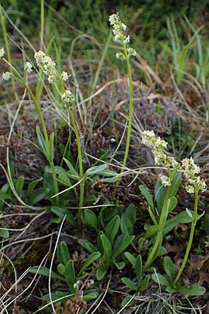 Valeriana celtica subsp. norica \ Norischer Speik, Norischer Baldrian, A Wölzer Tauern, Kleiner Zinken 26.6.2021