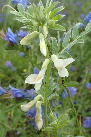 Vicia pannonica subsp. pannonica \ Ungarische Wicke / Hungarian Vetch, A Ternitz 2.7.2020