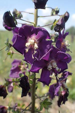 Verbascum phoeniceum \ Violette Knigskerze, A Seewinkel, Illmitz 9.5.2022