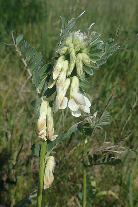 Vicia pannonica subsp. pannonica \ Ungarische Wicke / Hungarian Vetch, A Weiden am Neusiedler See 10.5.2022