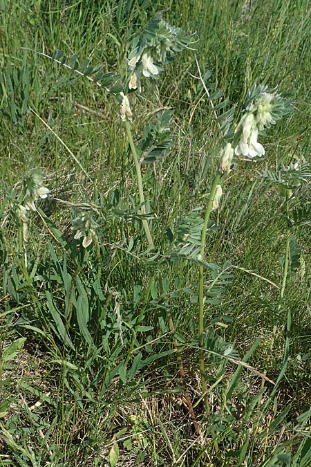 Vicia pannonica subsp. pannonica \ Ungarische Wicke / Hungarian Vetch, A Weiden am Neusiedler See 10.5.2022
