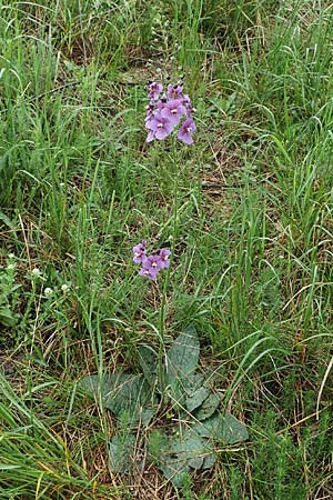 Verbascum phoeniceum \ Violette Knigskerze / Purple Mullein, A Siegendorf 13.5.2022