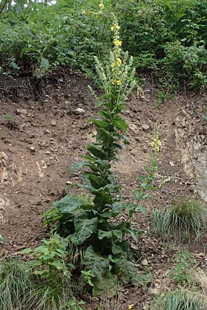 Verbascum phlomoides \ Windblumen-Knigskerze / Orange Mullein, A Kärnten/Carinthia, St. Paul im Lavanttal 6.7.2023