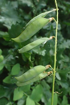 Vicia pisiformis \ Erbsen-Wicke / Pea Vetch, Pale-Flower Vetch, A Ladendorf 10.7.2023