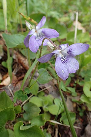 Viola riviniana / Common Dog Violet, A Carinthia, Feistritz im Rosental 17.5.2016